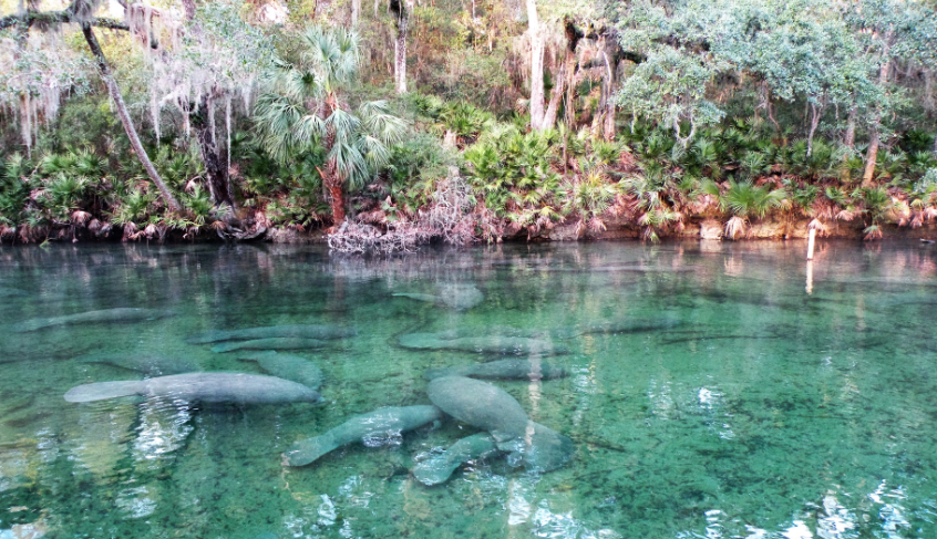 donde-ver-manaties-en-orlando